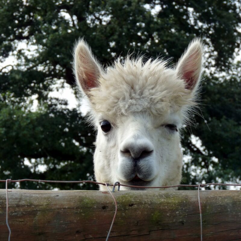 closeup photo of lamb