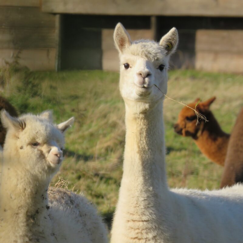 white llamas on green grass field during daytime